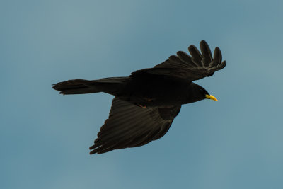 Alpine Chough