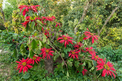 Christmas plant