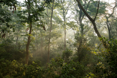 jungle