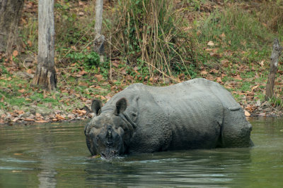 Indian Rhino