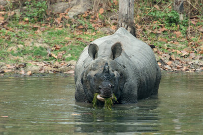 Indian rhino