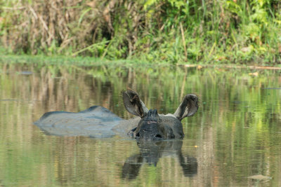 Indian Rhino