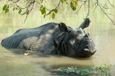 Indian Rhino