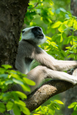 Hanuman langur