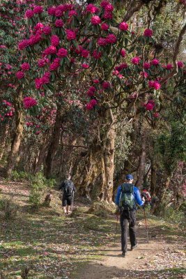 Rhododendron forrest
