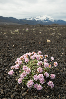 Hekla