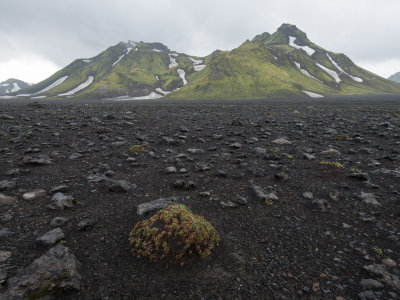 _DSC4605.jpg