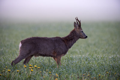 Rowdeer