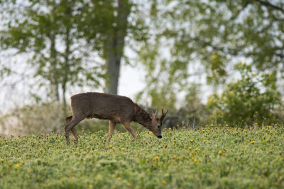 Rowdeer