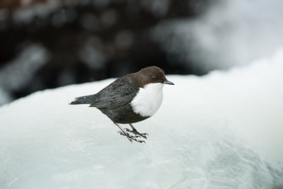White Throated Dipper