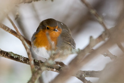 Robin