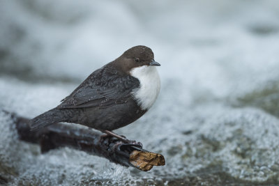 White Throated Dipper