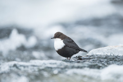 White Throated Dipper