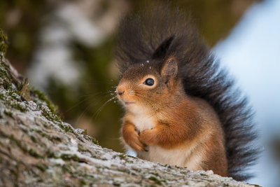Squirrel