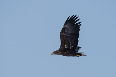 White tailed eagle
