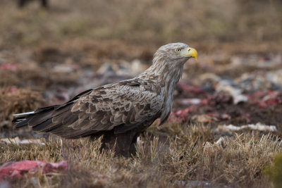 White tailed eagle