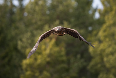 White tailed eagle