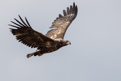 White tailed eagle
