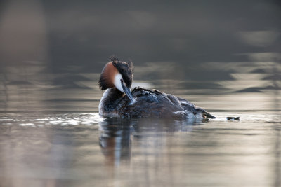 Great crested grebe