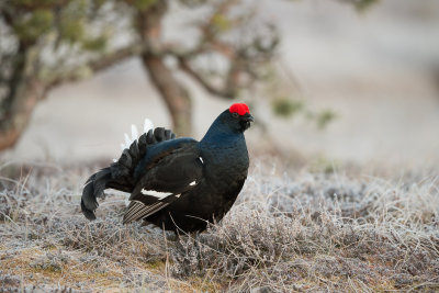 Black Grouse
