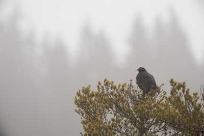 Black Grouse