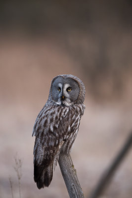 Great Grey Owl