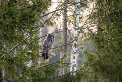 Great Grey Owl