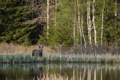 Moose