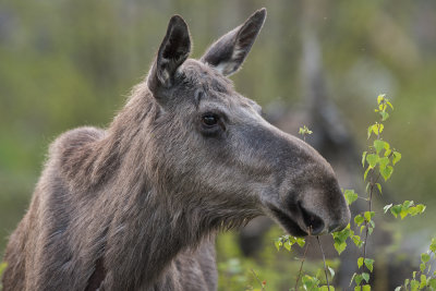 Moose