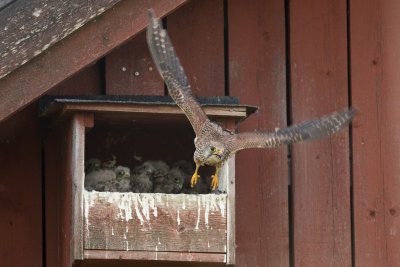 Kestrel
