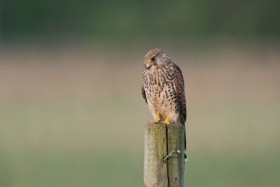 Kestrel