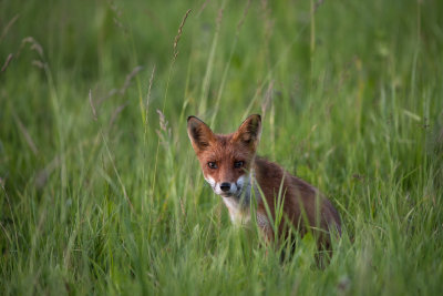 Fox