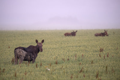 Moose with calves