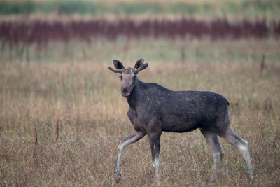 Moose