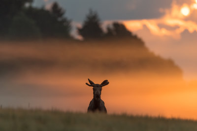 Moose