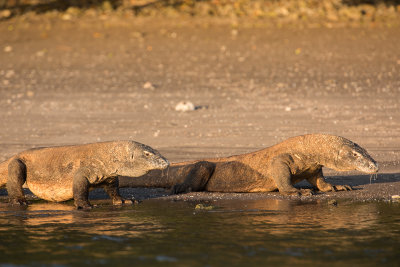 Komodo dragon