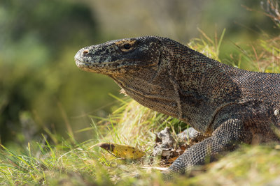 Komodo dragon