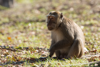 Long tailed Macaque