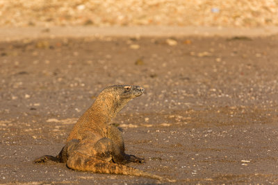 Komodo dragon