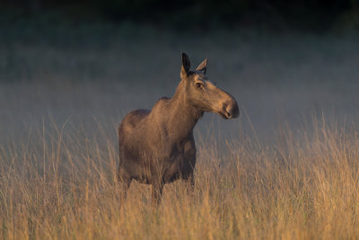 Moose