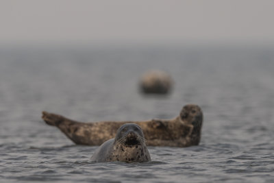 Harbor Seal