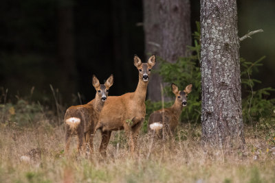 Roe Deer
