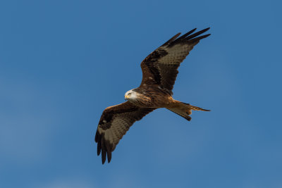 Red Kite