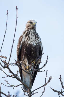 Rough-legged Bussard