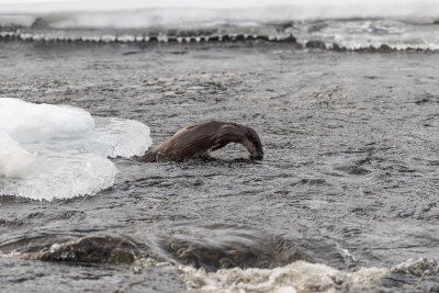 Otter