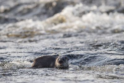 Otter