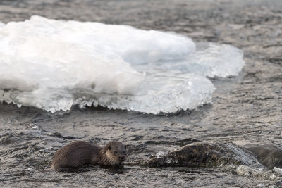 Otter