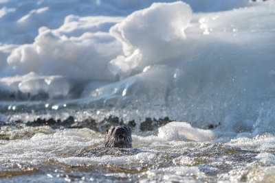 Otter