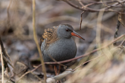 Water Rail