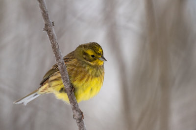 Yellowhammer